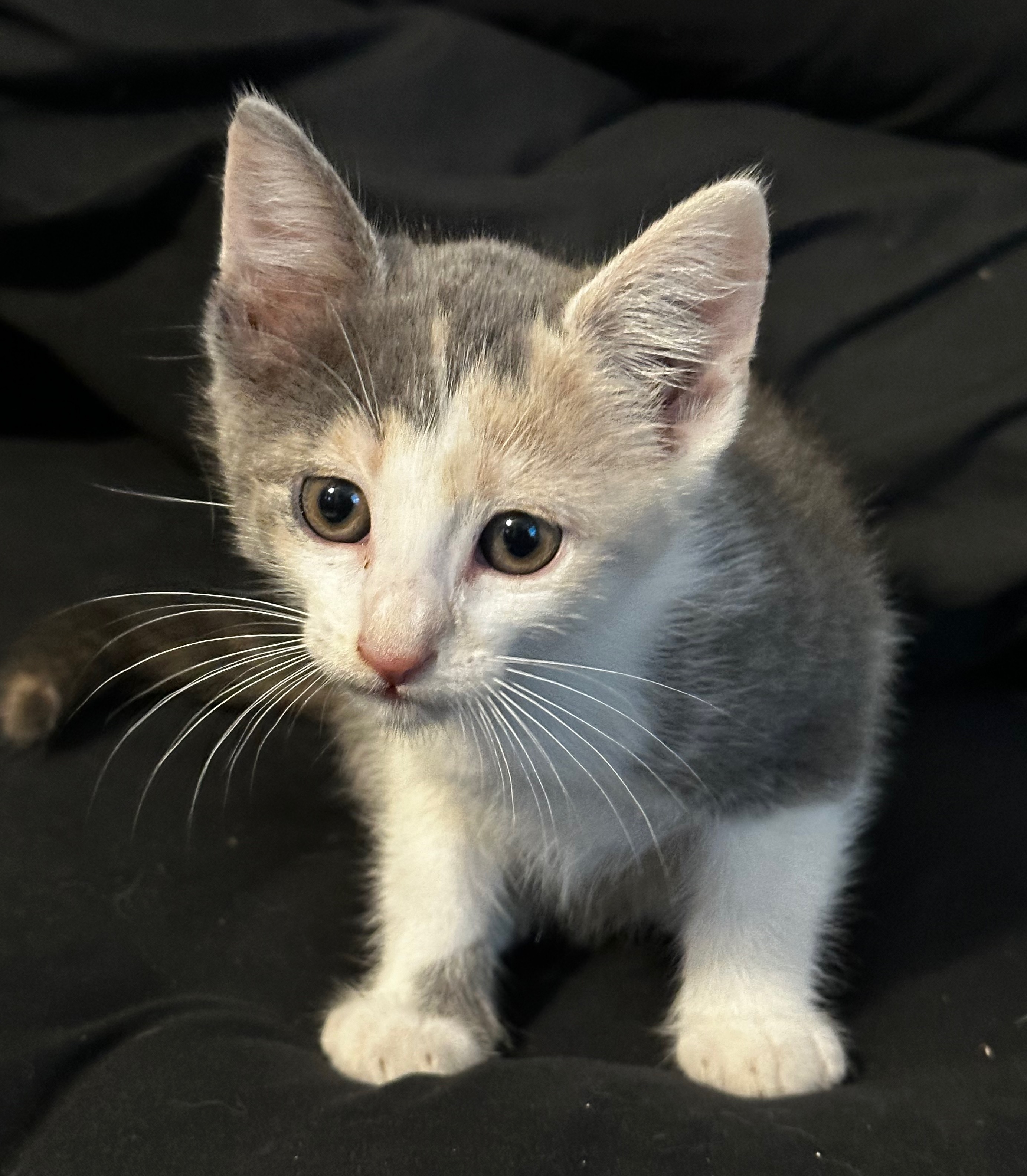 Enlarge Noodles, a Adopted American Shorthair in Middleburg, FL image 1/3