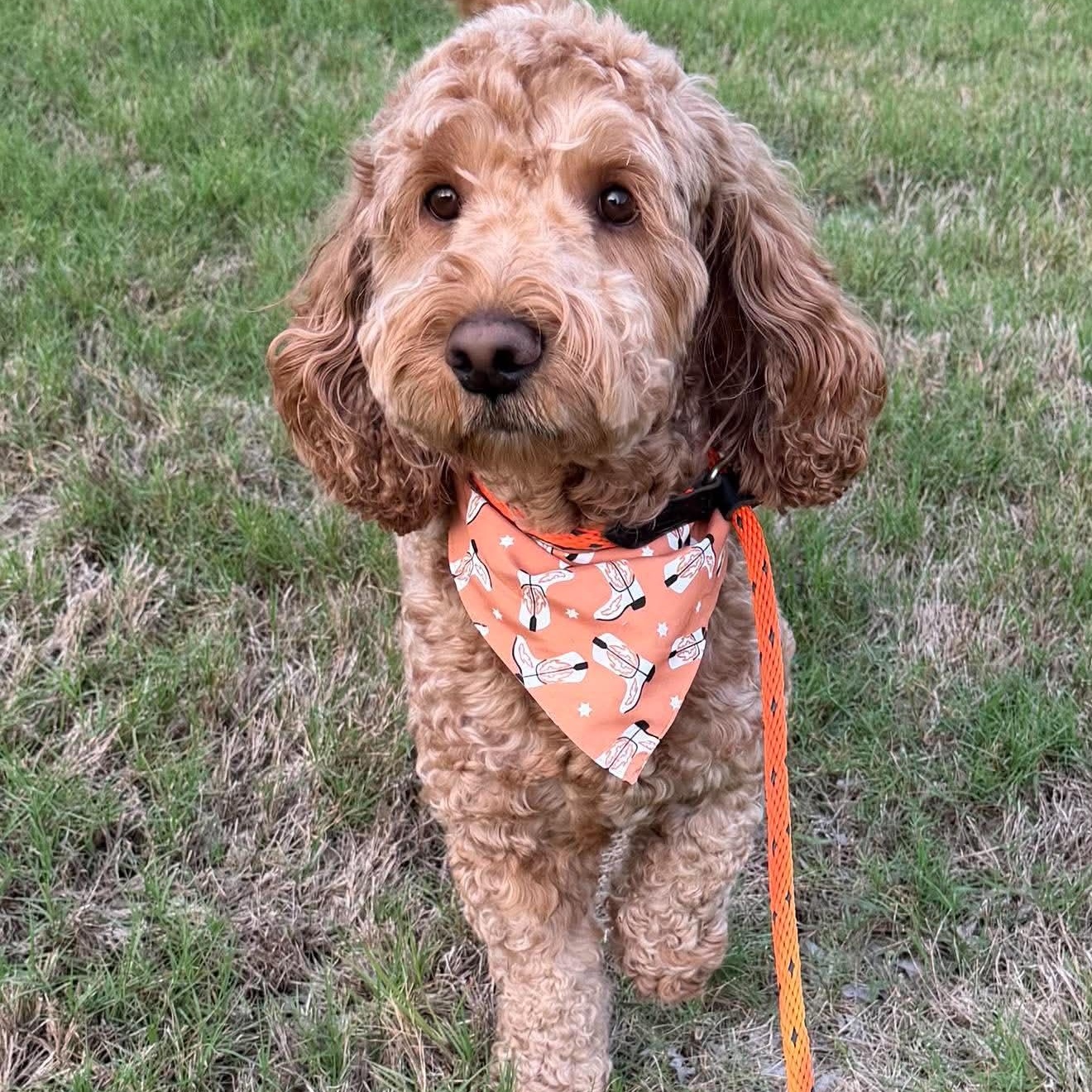 BRUNO Doodle, a Adoptable mixed breed in Dallas, TX image 2/4