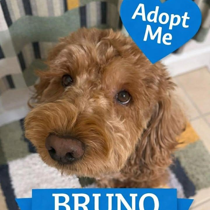 BRUNO Doodle, a Adoptable mixed breed in Dallas, TX image 1/4
