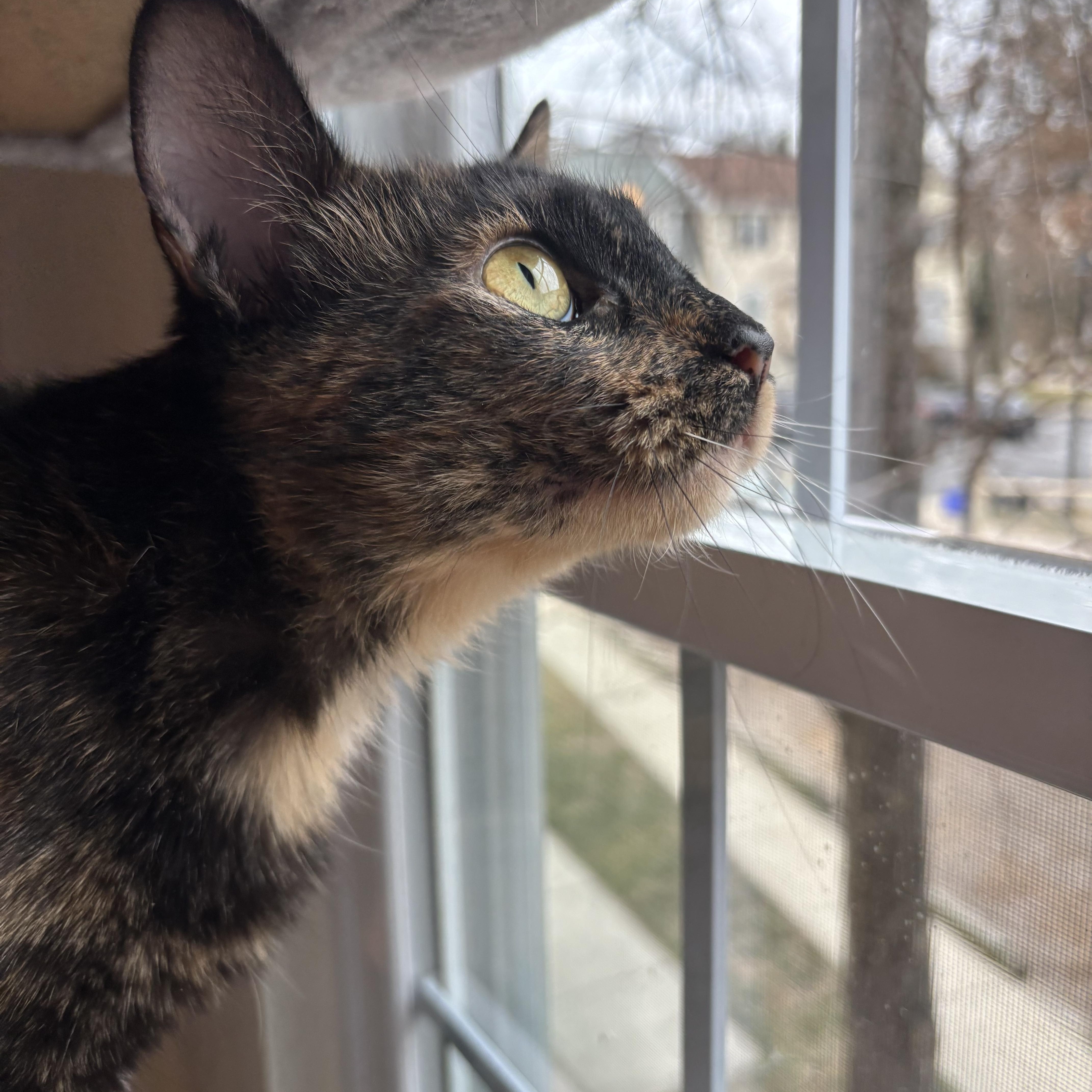 Enlarge Queen-A Gentle Soul Ready to Be Cherished, a Adoptable Domestic Short Hair in Laurel, MD image 1/3