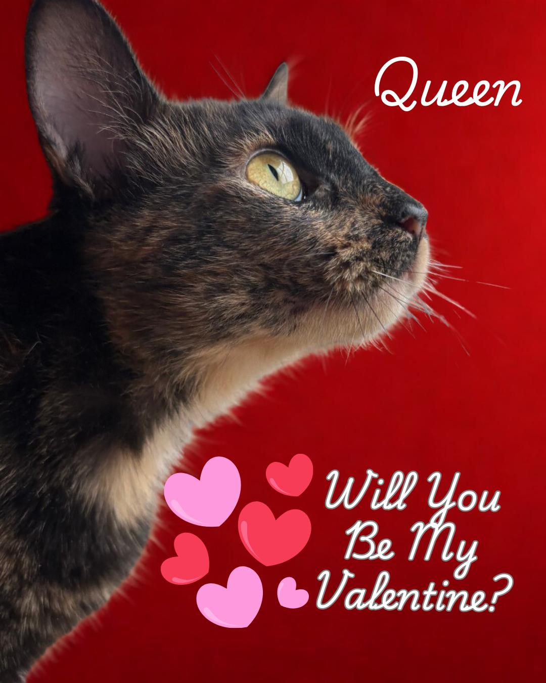 Queen-A Gentle Soul Ready to Be Cherished, Adoptable, Young Female Domestic Short Hair.