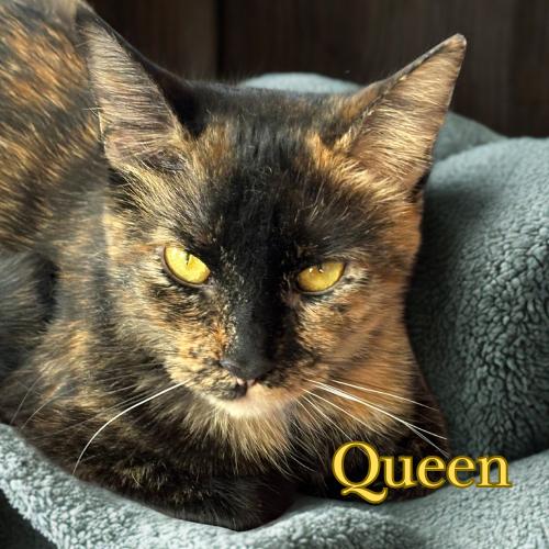 Enlarge Queen-A Gentle Soul Ready to Be Cherished, a Adoptable Domestic Short Hair in Laurel, MD image 2/3