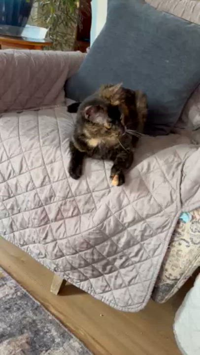 Enlarge Queen-A Gentle Soul Ready to Be Cherished, a Adoptable Domestic Short Hair in Laurel, MD video 3/3