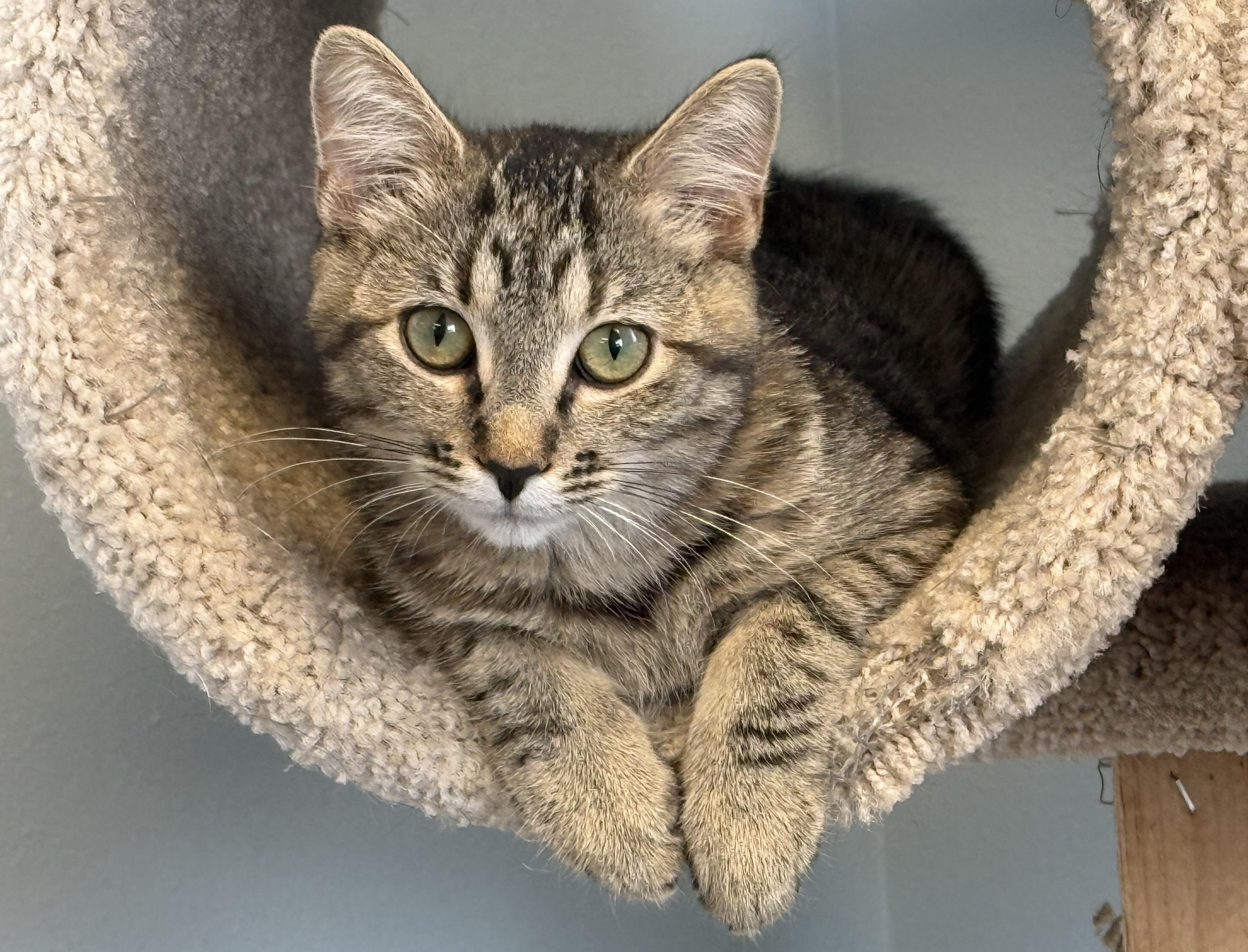 Liza, an adoptable Tabby in Pierre, SD, 57501 | Photo Image 1