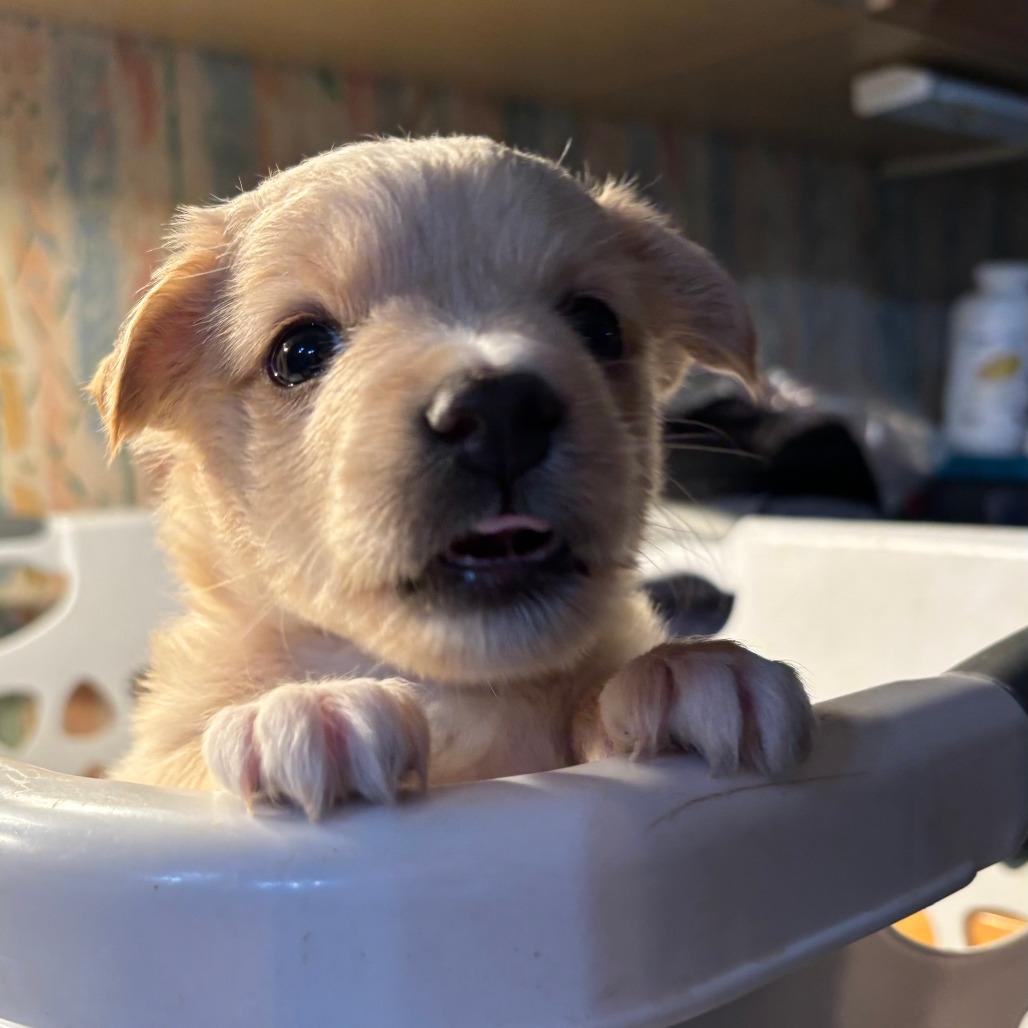 Enlarge Lee, a Adoptable mixed breed in Raleigh, NC image 1/4