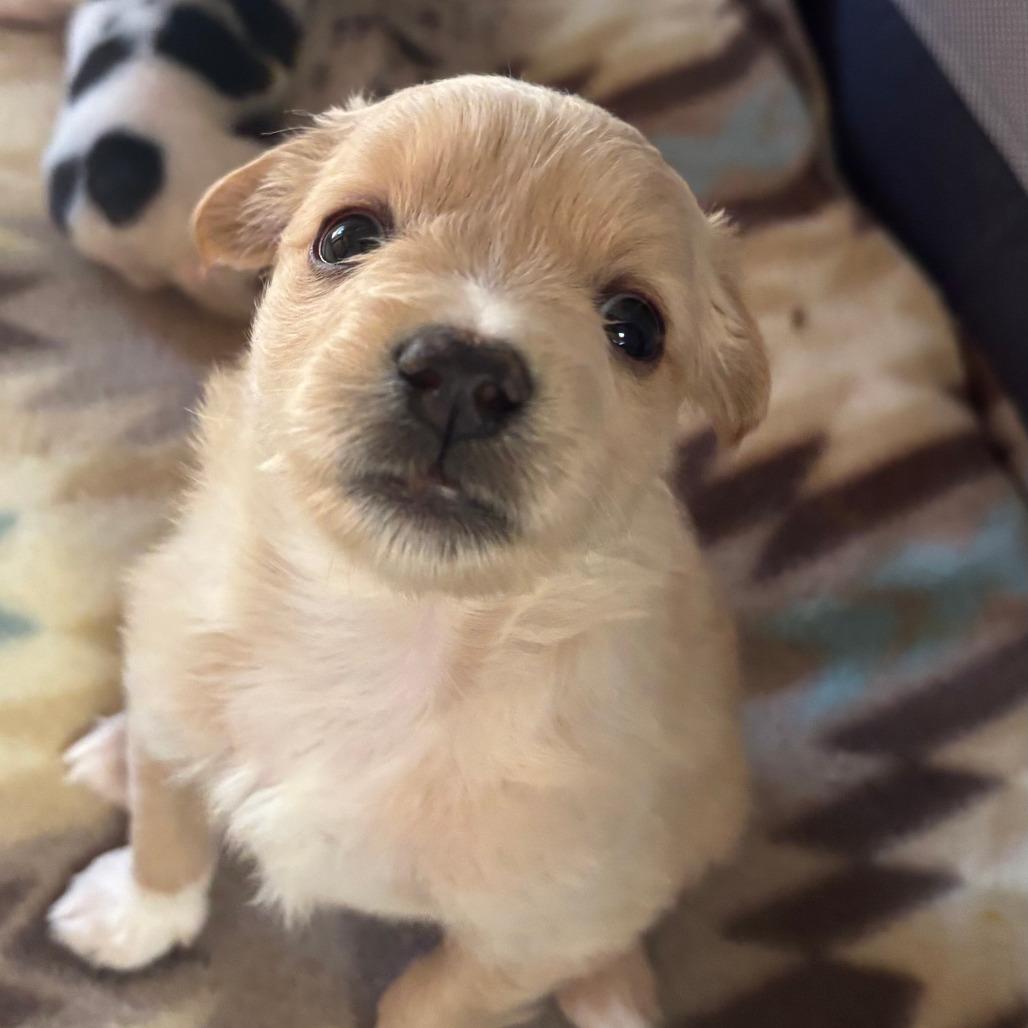 Enlarge Lee, a Adoptable mixed breed in Raleigh, NC image 2/4