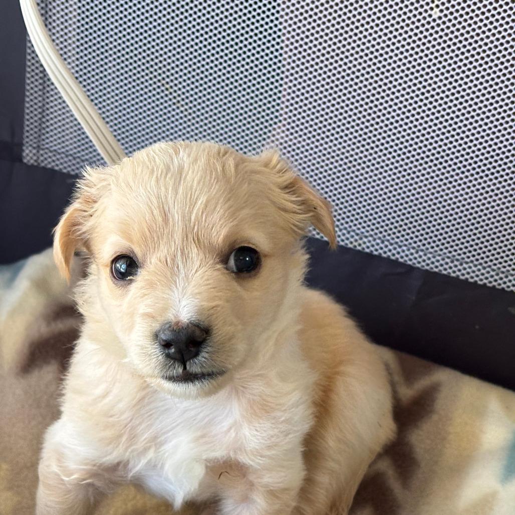 Enlarge Lee, a Adoptable mixed breed in Raleigh, NC image 3/4