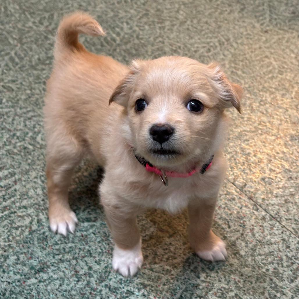 Enlarge Lee, a Adoptable mixed breed in Raleigh, NC image 4/4