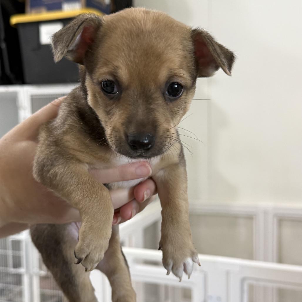 Enlarge Bambi (Bo), a Adoptable Chihuahua in Sacramento, CA image 3/4