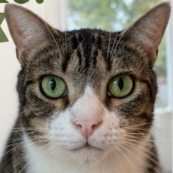 Enlarge Bootsie, a ADOPTABLE Domestic Short Hair in Gastonia, NC image 2/2