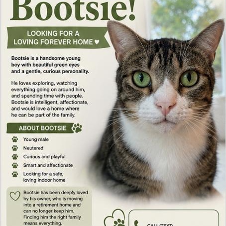 Bootsie, ADOPTABLE, Adult Male Domestic Short Hair.