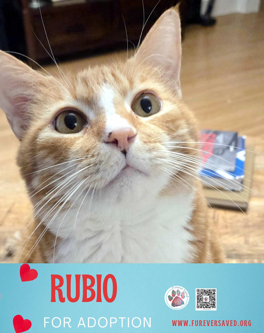 Enlarge Rubio, a Adoptable Domestic Short Hair in Miami, FL image 2/6