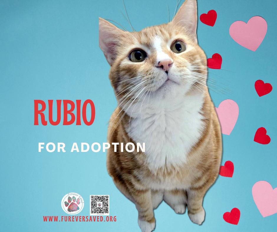 Rubio, Adoptable, Adult Male Domestic Short Hair.