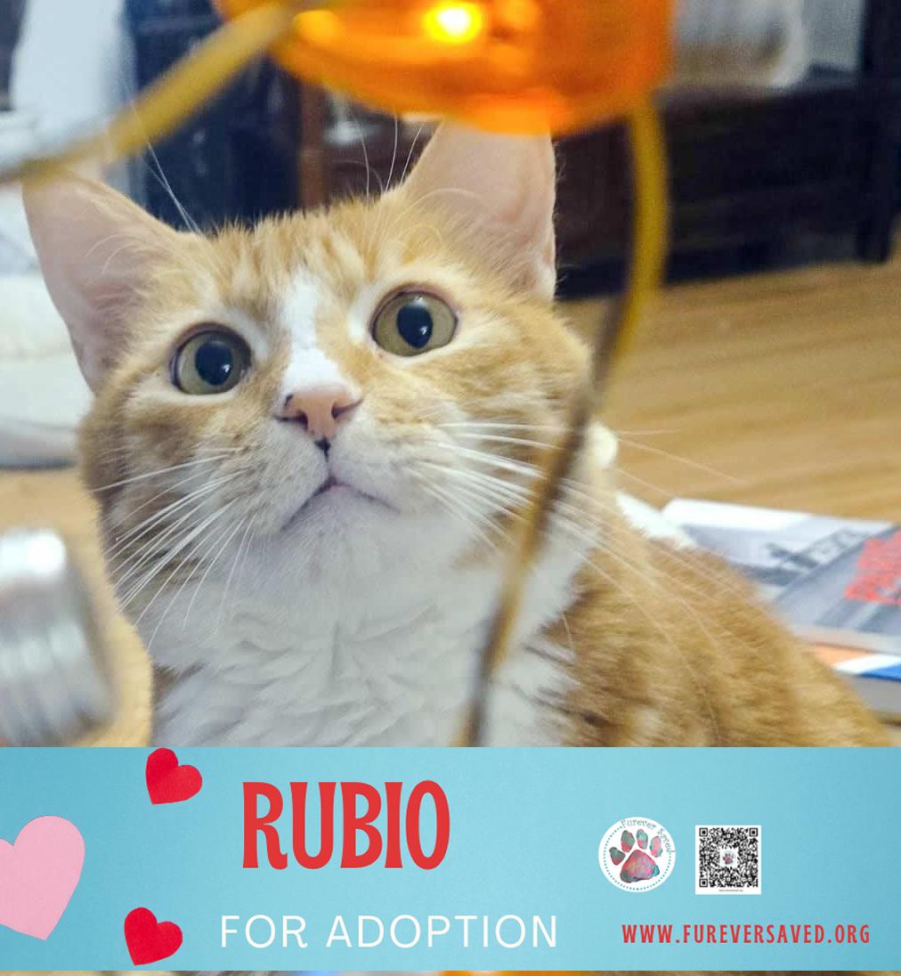 Enlarge Rubio, a Adoptable Domestic Short Hair in Miami, FL image 5/6
