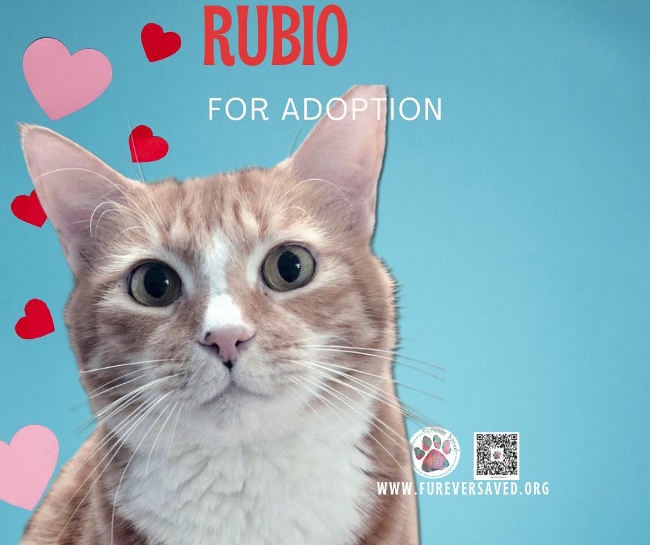 Enlarge Rubio, a Adoptable Domestic Short Hair in Miami, FL image 3/6