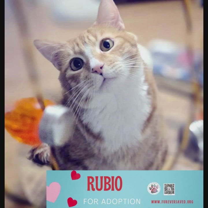 Enlarge Rubio, a Adoptable Domestic Short Hair in Miami, FL video 6/6