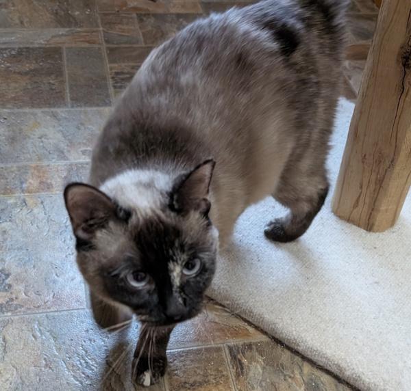 STIRFRY, an adopted Siamese in Union Grove, WI image 5/6