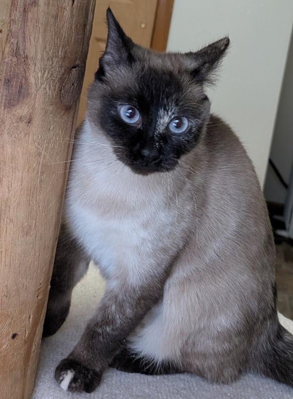 STIRFRY, an adopted Siamese in Union Grove, WI image 2/6