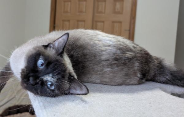 STIRFRY, an adopted Siamese in Union Grove, WI image 1/6