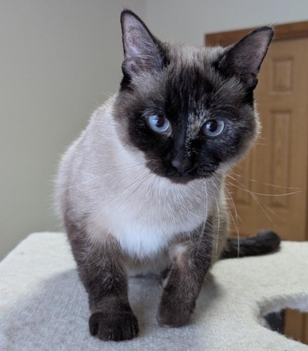 STIRFRY, an adopted Siamese in Union Grove, WI image 3/6