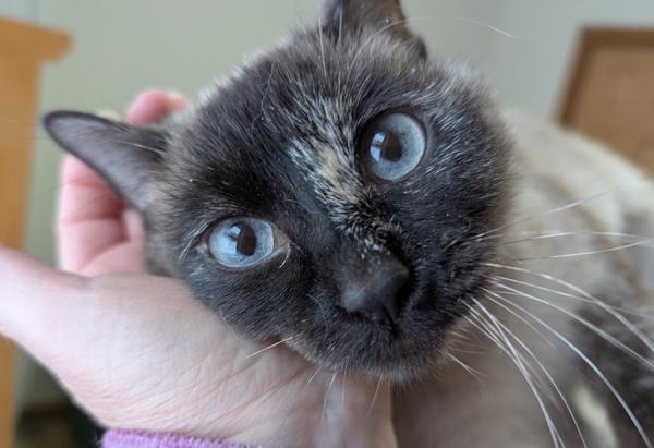 STIRFRY, an adopted Siamese in Union Grove, WI image 4/6