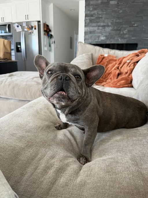 Buggy, an adoptable French Bulldog in Los Angeles, CA image 2/6