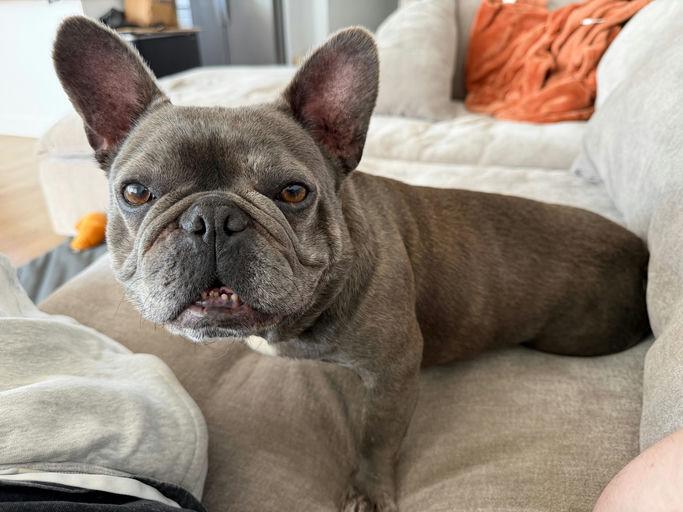 Buggy, an adoptable French Bulldog in Los Angeles, CA image 6/6