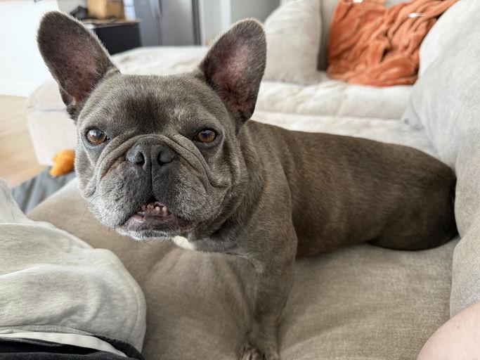 Buggy, adoptable, Adult Male French Bulldog.