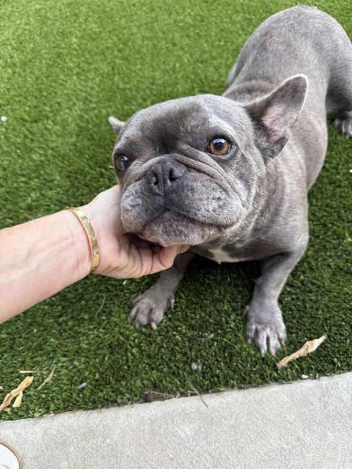 Buggy, an adoptable French Bulldog in Los Angeles, CA image 3/6