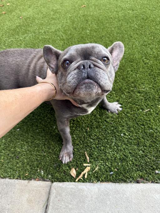 Buggy, an adoptable French Bulldog in Los Angeles, CA image 5/6