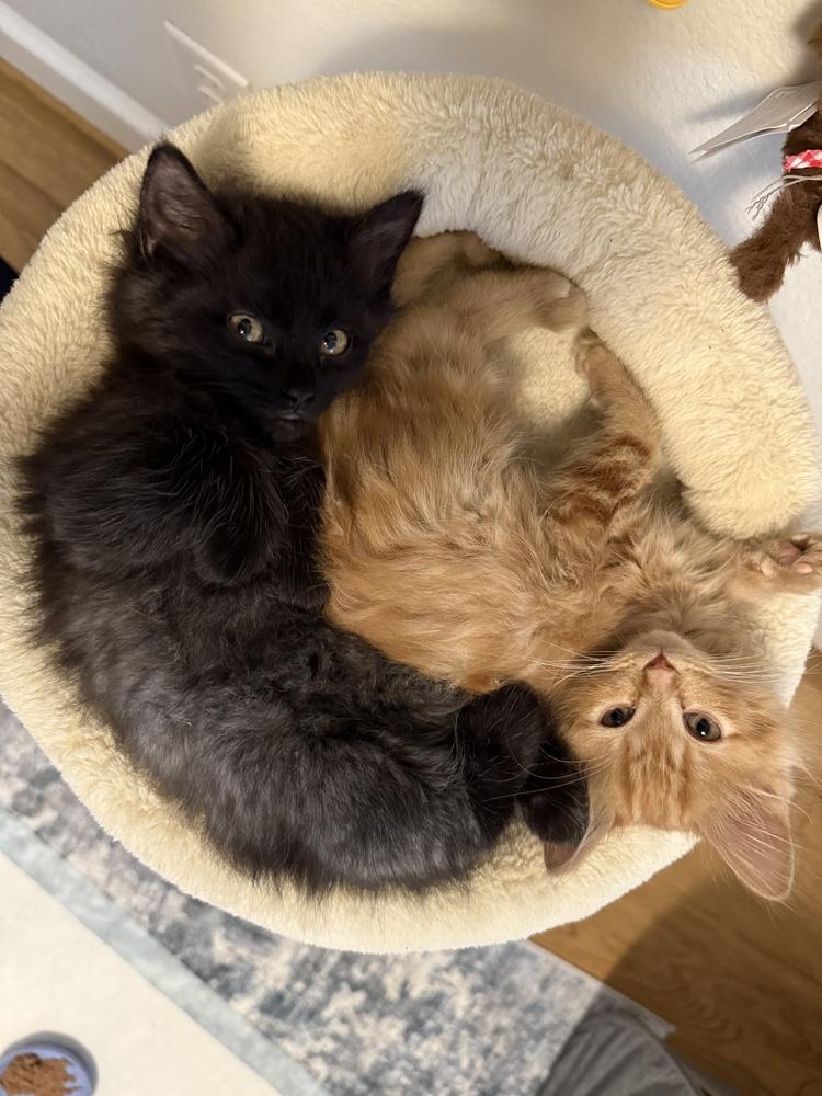 Berlioz, Adoptable, Kitten Male Domestic Long Hair & Tabby.