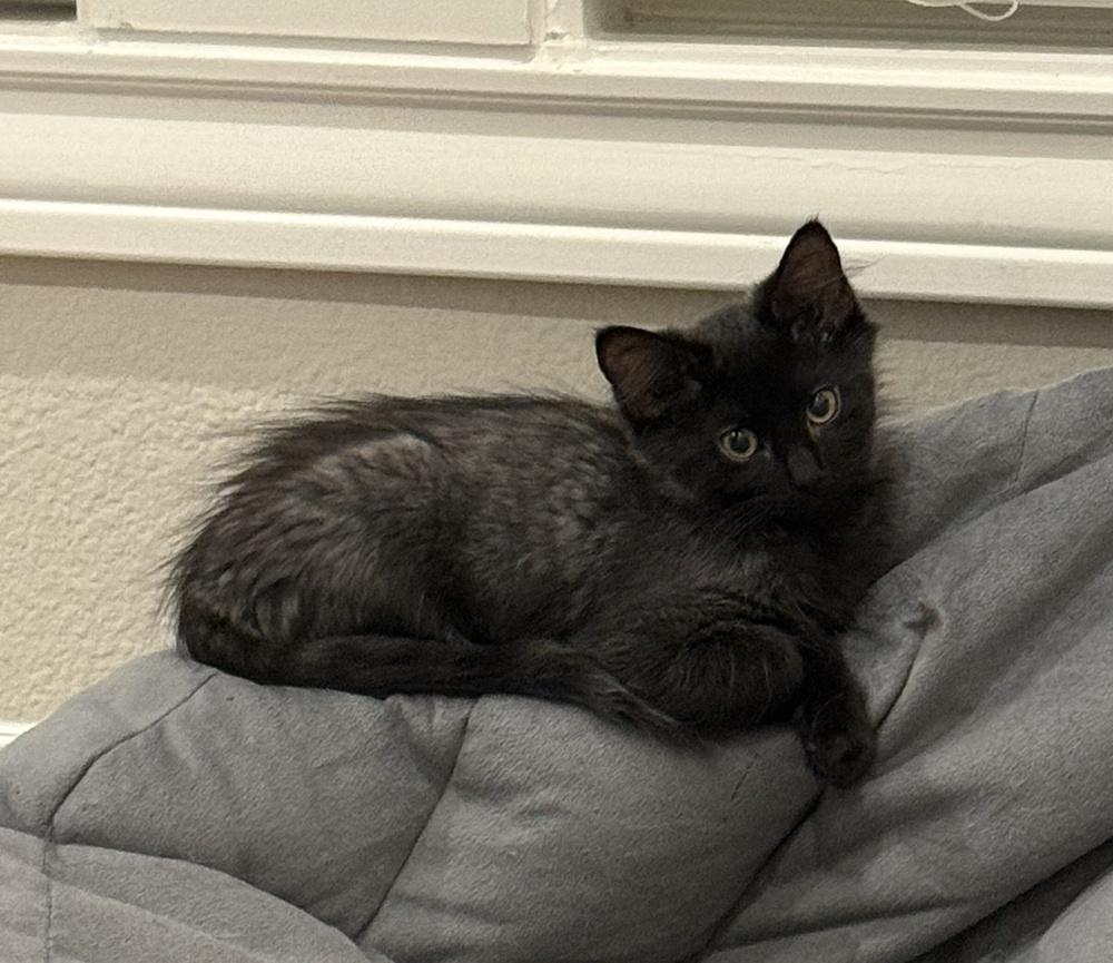 Enlarge Berlioz, a Adoptable mixed breed in Richardson, TX image 2/6