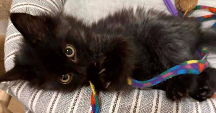 Enlarge Berlioz, a Adoptable mixed breed in Richardson, TX image 3/6