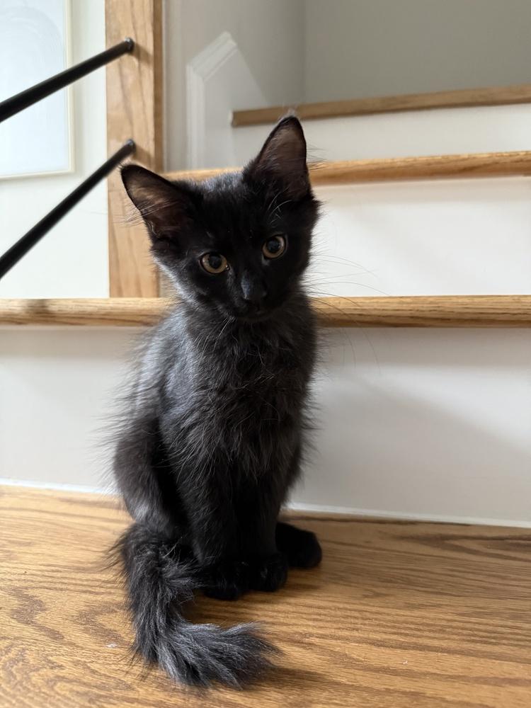 Enlarge Berlioz, a Adoptable mixed breed in Richardson, TX image 5/6