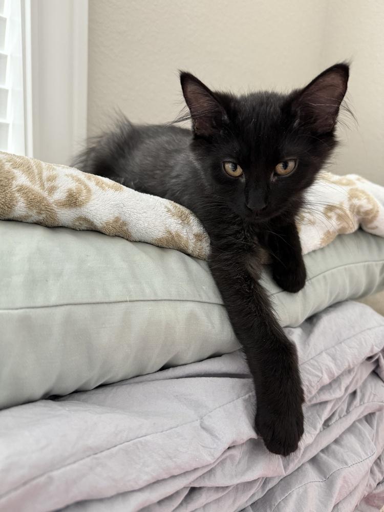 Enlarge Berlioz, a Adoptable mixed breed in Richardson, TX image 6/6