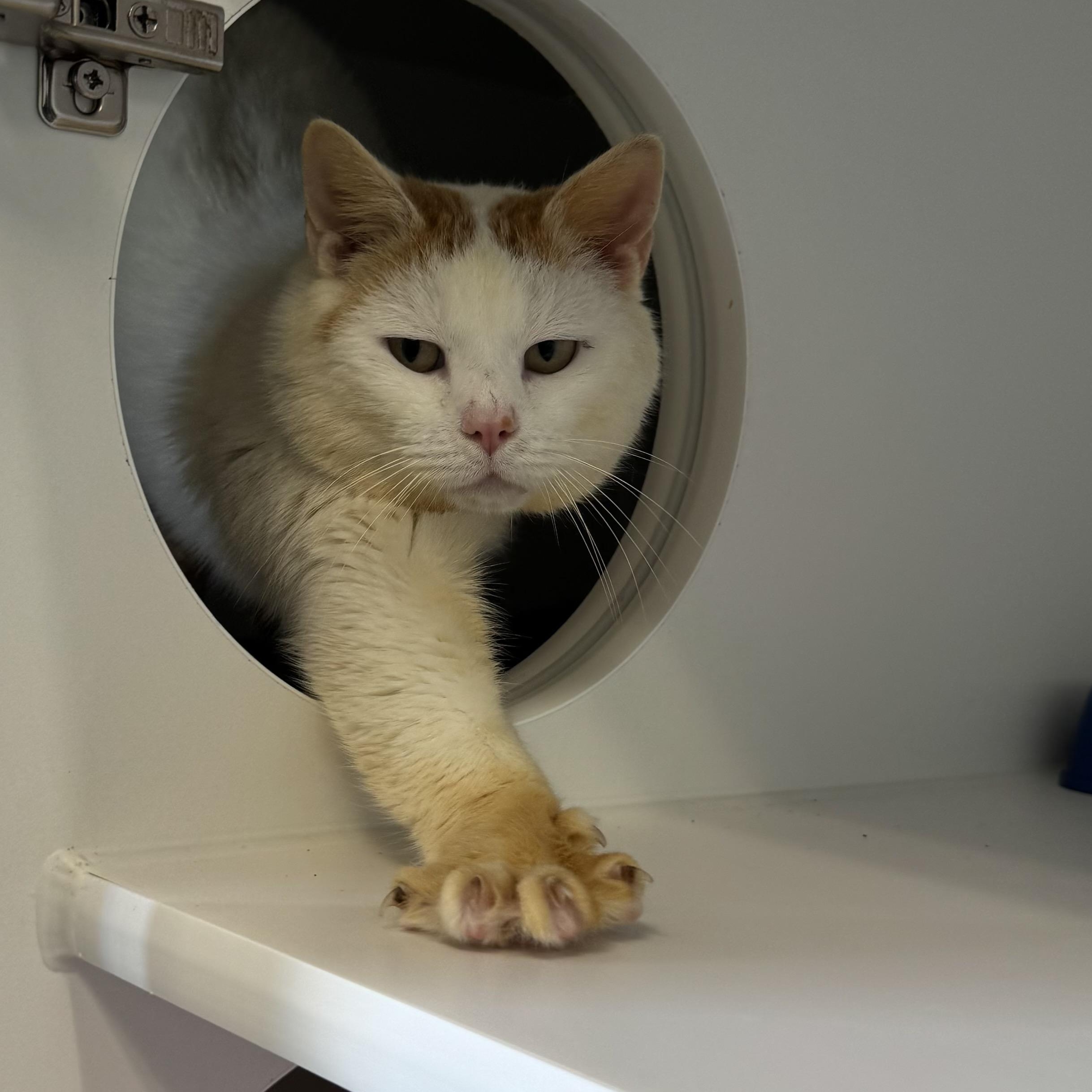 Enlarge Small Fry, a ADOPTABLE Domestic Short Hair in Fall River, MA image 3/4