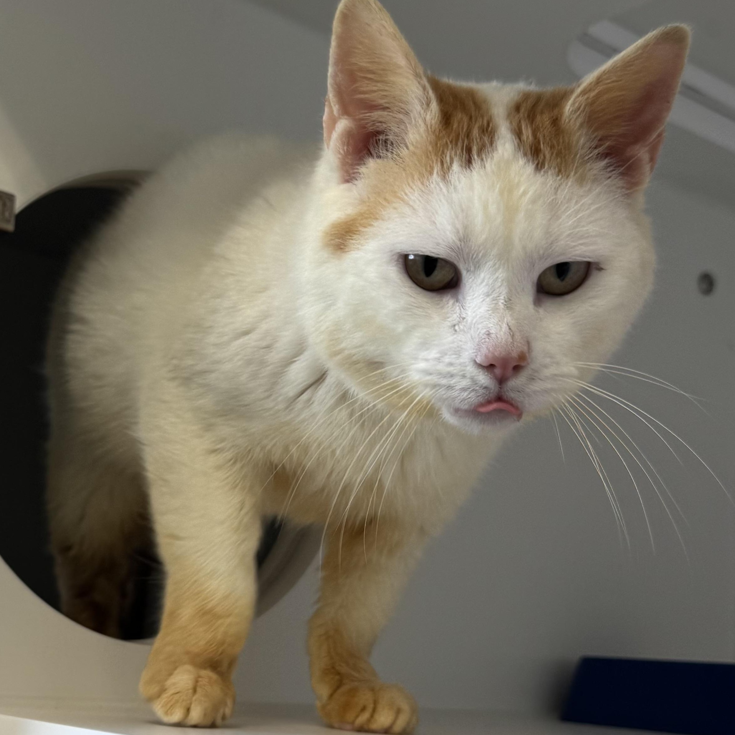 Enlarge Small Fry, a ADOPTABLE Domestic Short Hair in Fall River, MA image 4/4