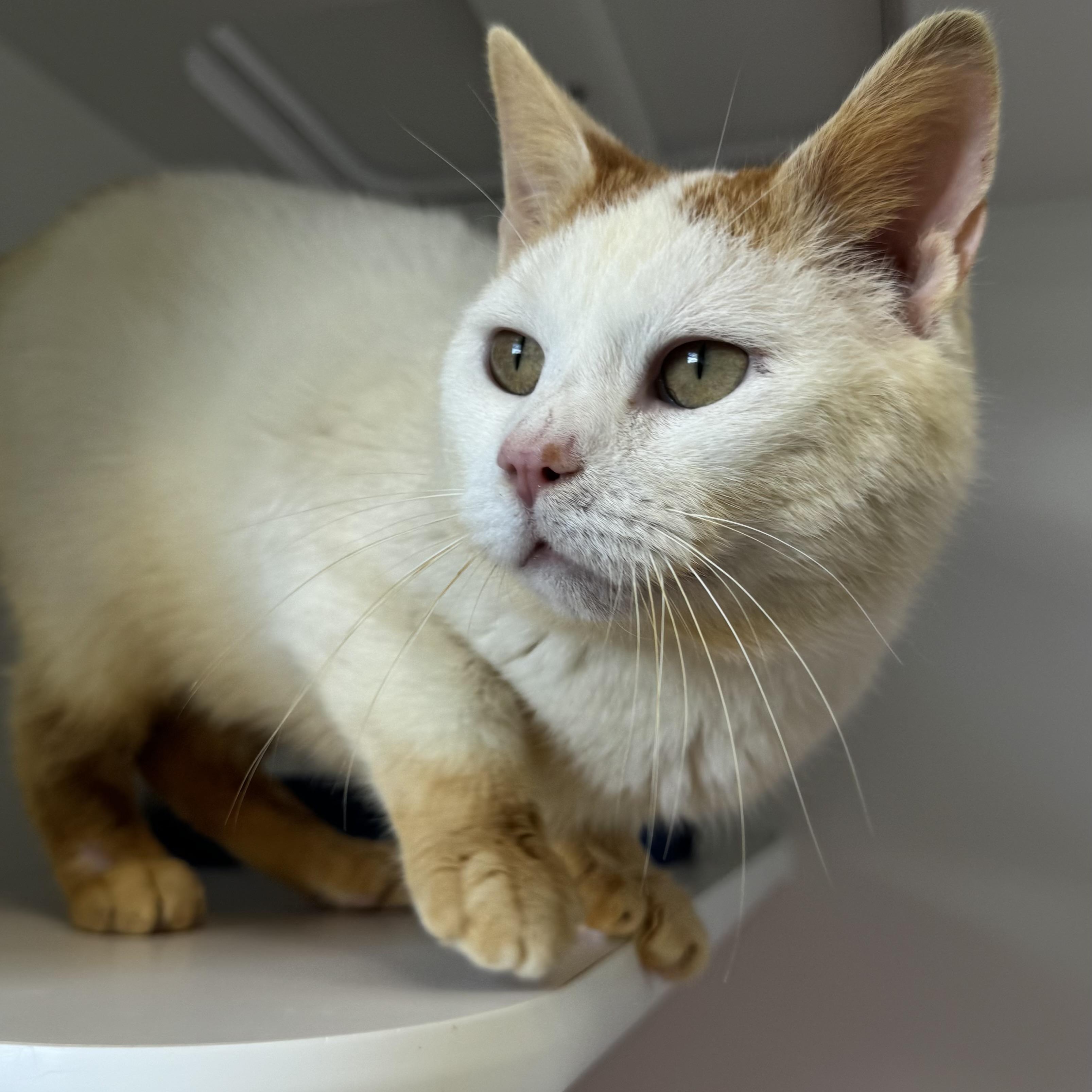 Enlarge Small Fry, a ADOPTABLE Domestic Short Hair in Fall River, MA image 1/4