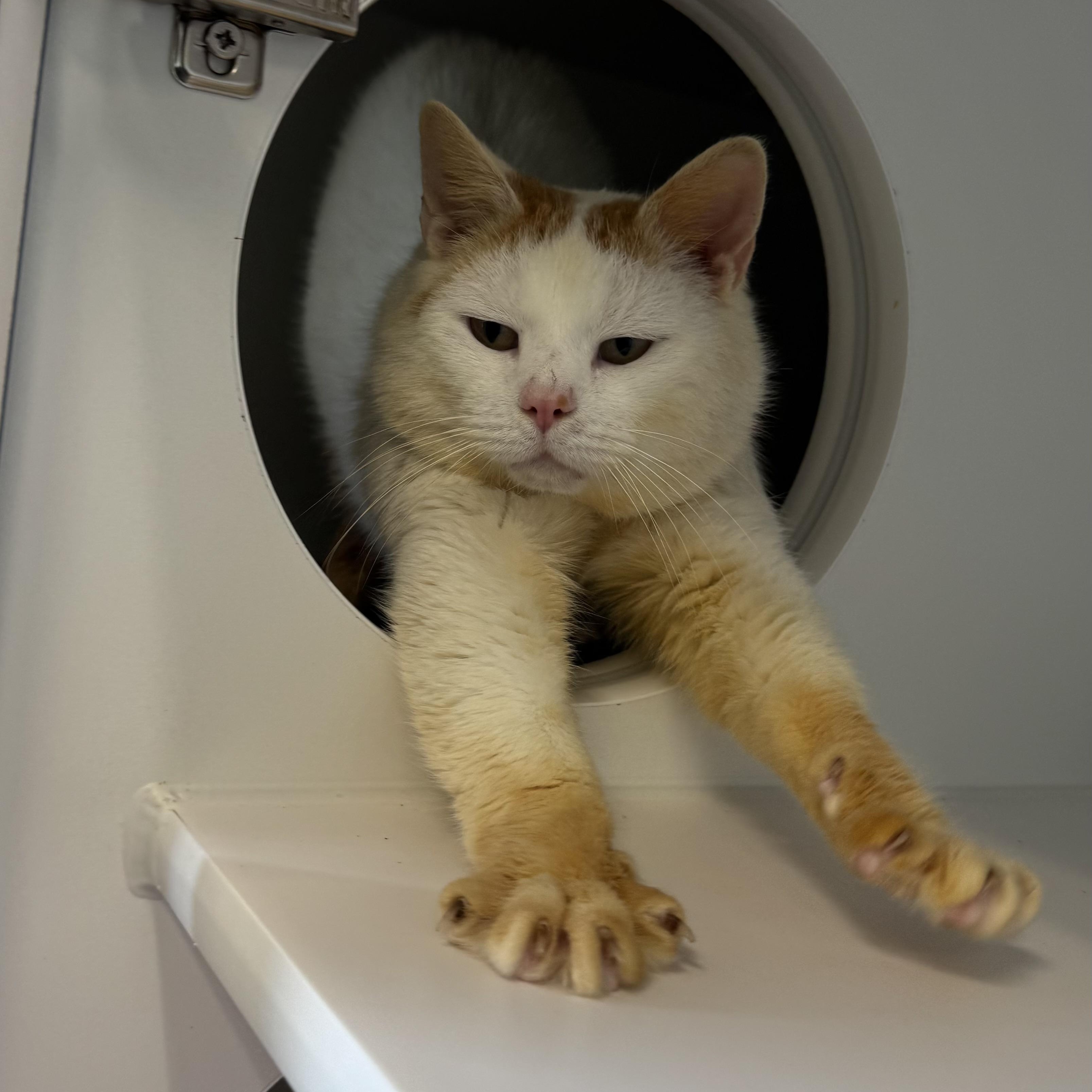 Enlarge Small Fry, a ADOPTABLE Domestic Short Hair in Fall River, MA image 2/4