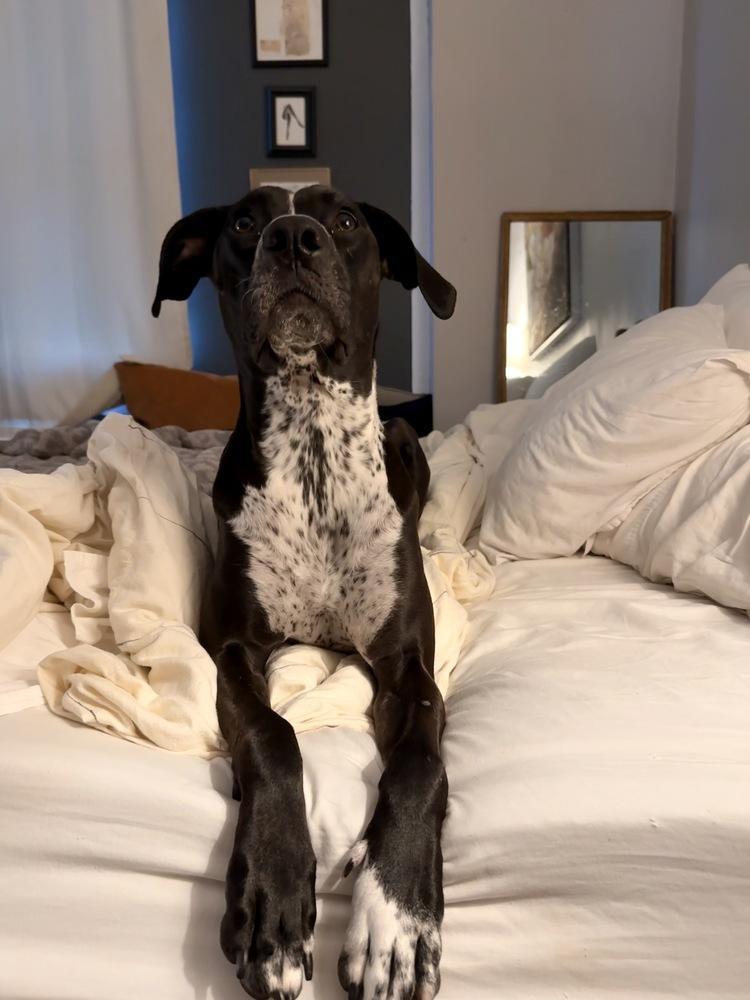 Enlarge Mabel nka Majel, a Adoptable mixed breed in Columbus, OH image 1/6