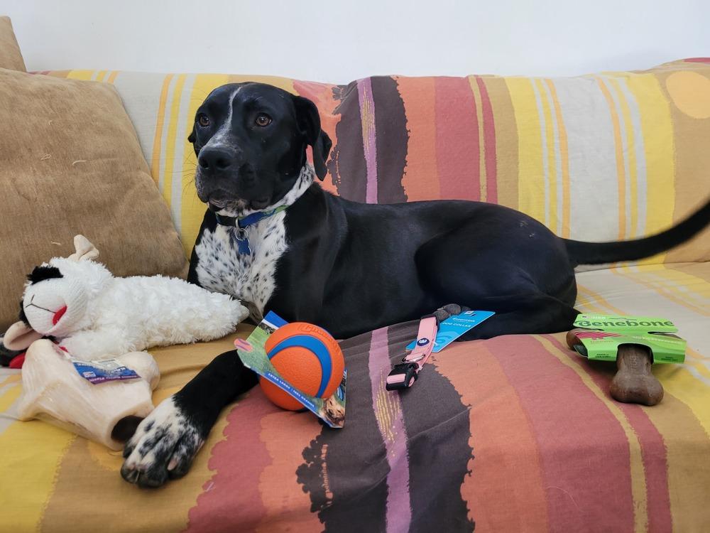Enlarge Mabel nka Majel, a Adoptable mixed breed in Columbus, OH image 2/6