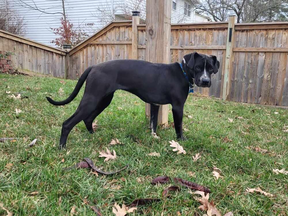 Enlarge Mabel nka Majel, a Adoptable mixed breed in Columbus, OH image 3/6