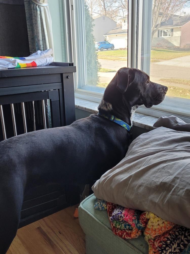 Enlarge Mabel nka Majel, a Adoptable mixed breed in Columbus, OH image 4/6