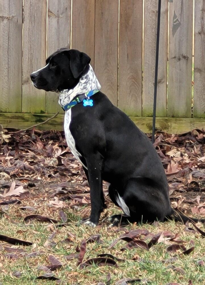 Enlarge Mabel nka Majel, a Adoptable mixed breed in Columbus, OH image 5/6