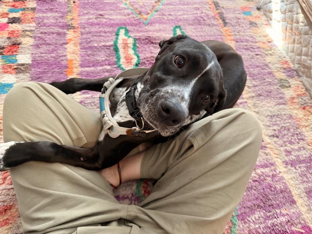 Enlarge Mabel nka Majel, a Adoptable mixed breed in Columbus, OH image 6/6