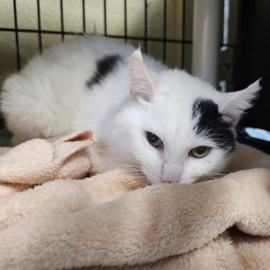 Enlarge Mistletoe, a Adoptable Domestic Short Hair in Columbus, NC image 1/3