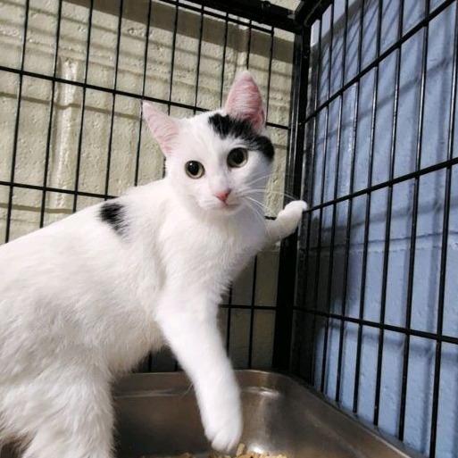 Enlarge Mistletoe, a Adoptable Domestic Short Hair in Columbus, NC image 2/3