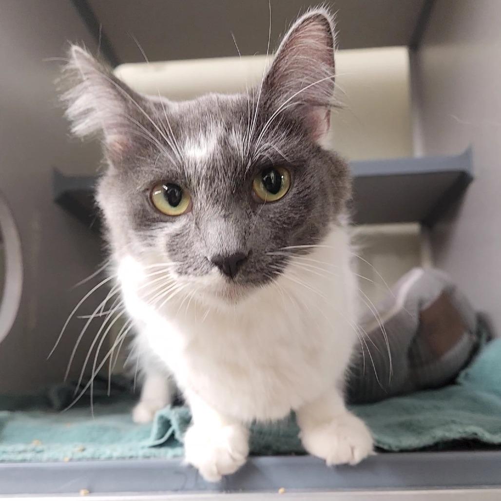 Jupiter, Adoptable, Young Female Domestic Medium Hair.
