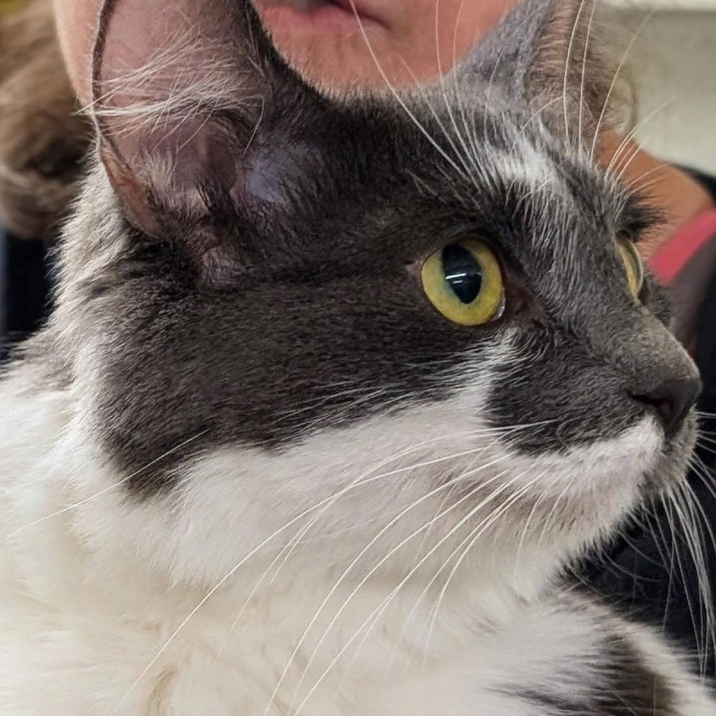 Jupiter, a Adoptable Domestic Medium Hair in Colorado Springs, CO image 2/2