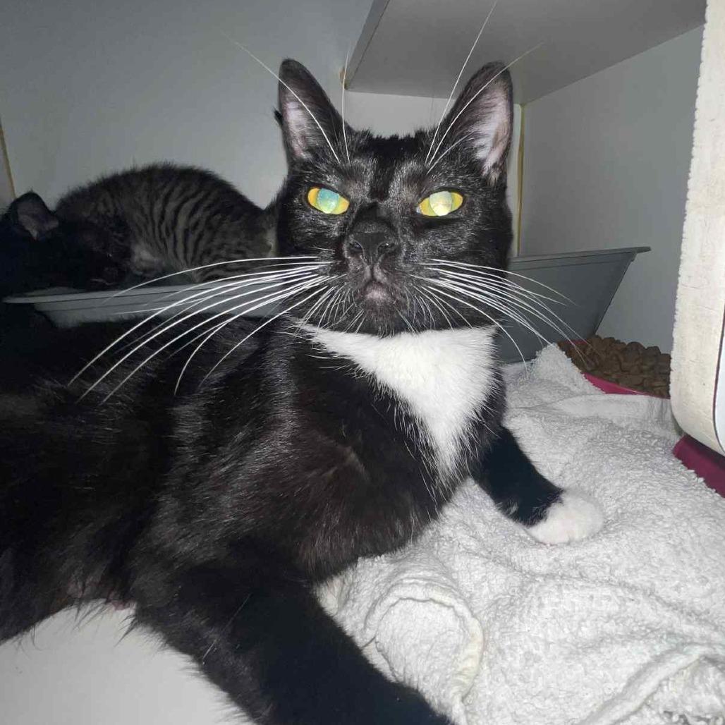 Roast, Adoptable, Young Female Domestic Short Hair.